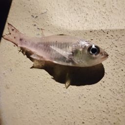 ネンブツダイ