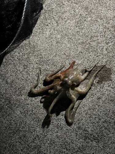 タコの釣果