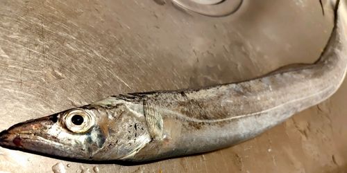 タチウオの釣果