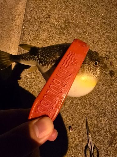 クサフグの釣果