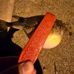 クサフグ