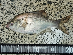 ウミタナゴの釣果