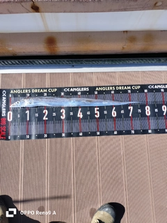 タチウオの釣果