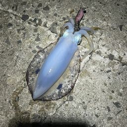 アオリイカ