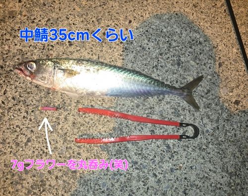 マサバの釣果