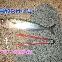 マサバ