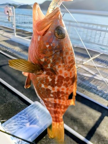 キジハタの釣果