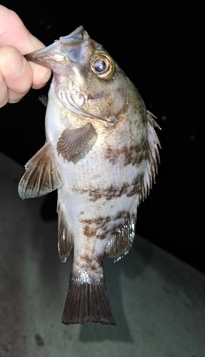 メバルの釣果