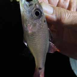 クロホシイシモチ