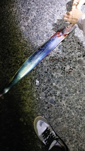 駿河湾
