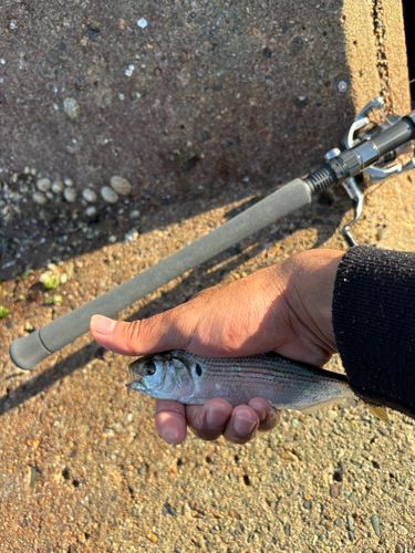 コノシロの釣果
