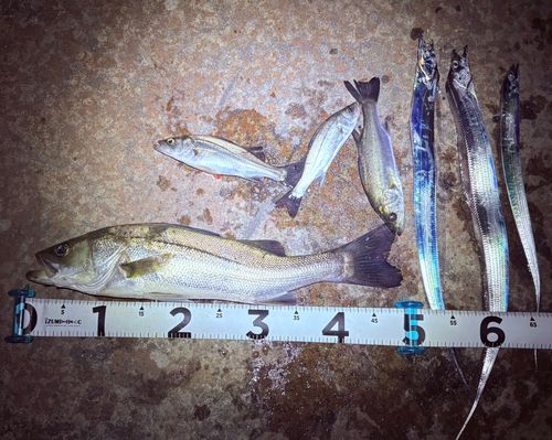 タチウオの釣果