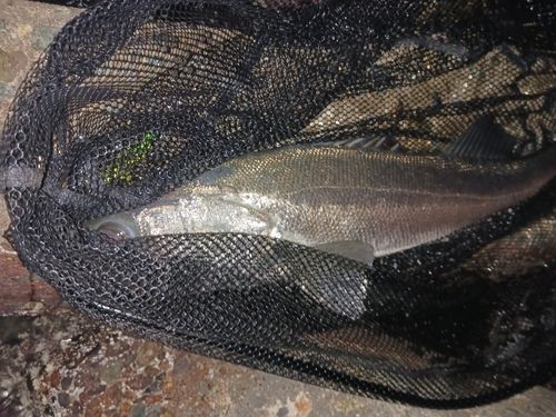 スズキの釣果