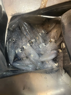 マメイカの釣果