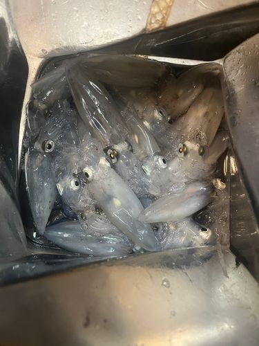 マメイカの釣果