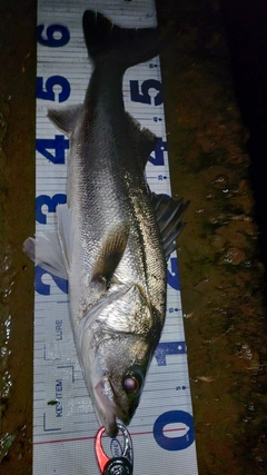 スズキの釣果
