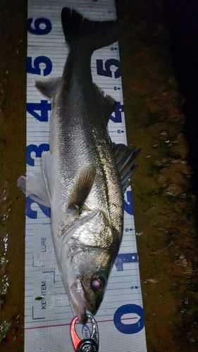 スズキの釣果