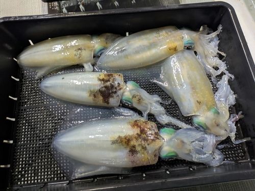 アオリイカの釣果