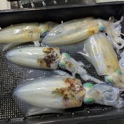 アオリイカ