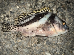 コショウダイの釣果