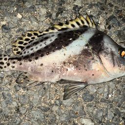コショウダイ
