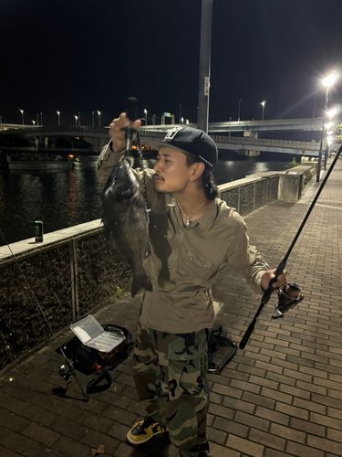 チヌの釣果