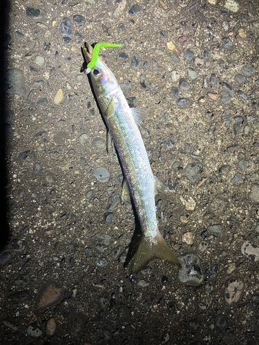 カマスの釣果