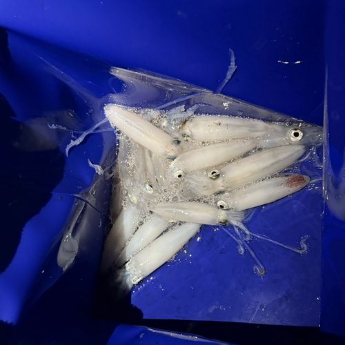 マメイカの釣果