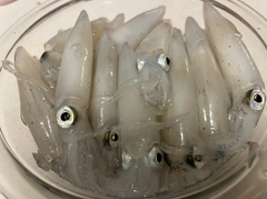 マメイカの釣果