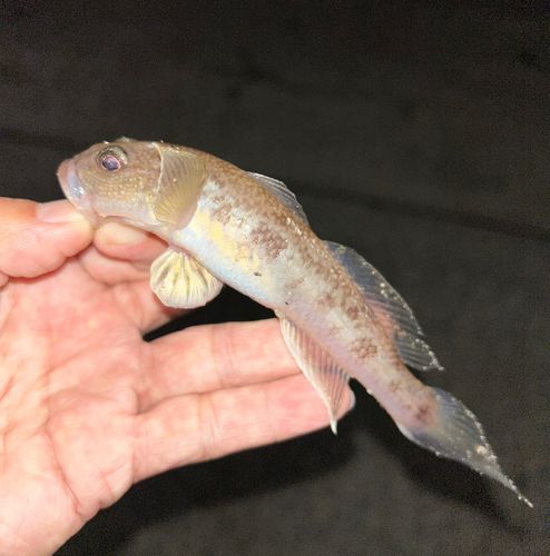 マハゼの釣果