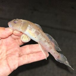 マハゼ