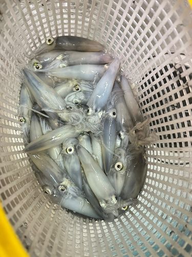 マメイカの釣果