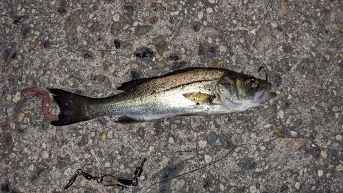 セイゴ（マルスズキ）の釣果