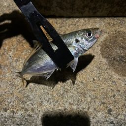 アジ