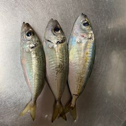 アジ