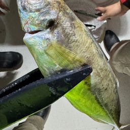 アジ