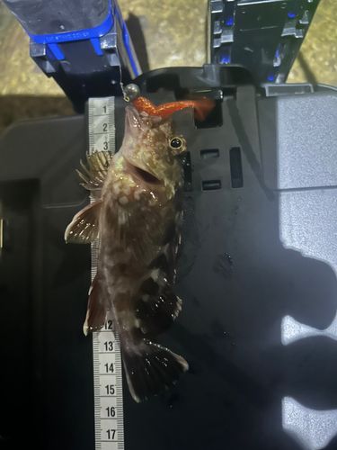 カサゴの釣果