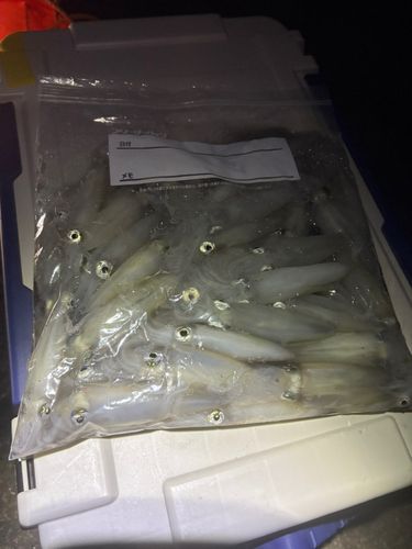 ヒイカの釣果