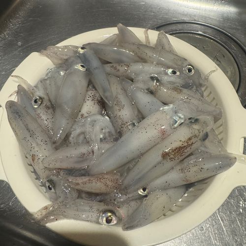マメイカの釣果