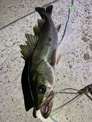 シーバスの釣果