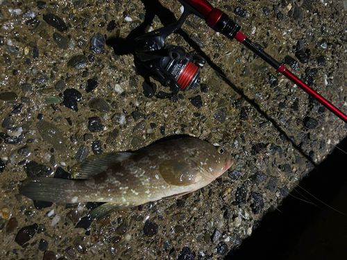 アコウの釣果