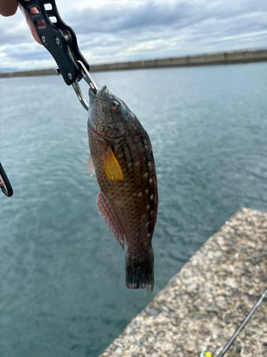 釣果
