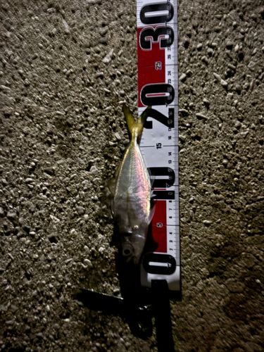 マアジの釣果