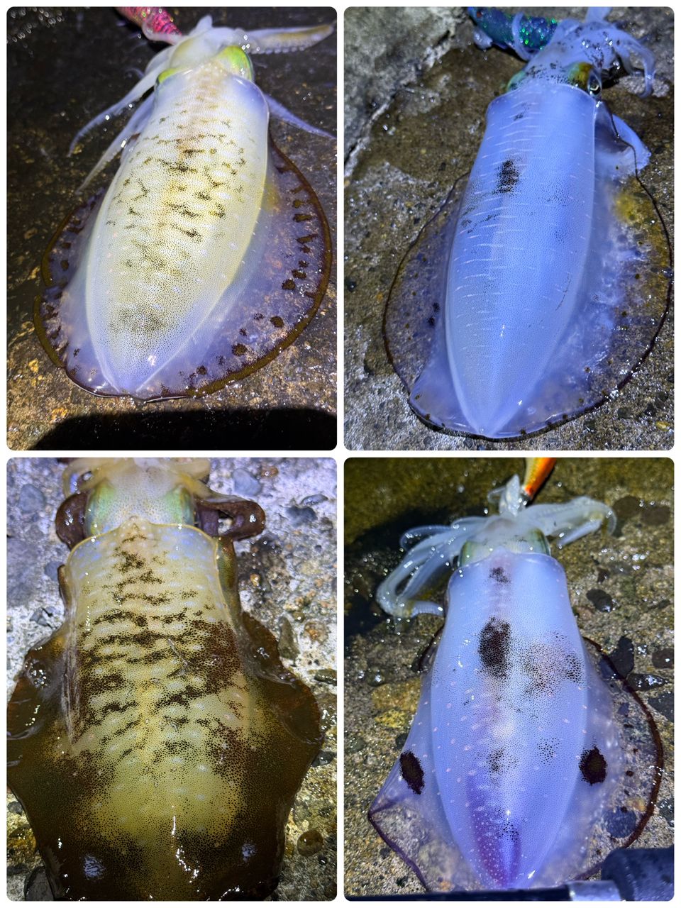 アオリイカ