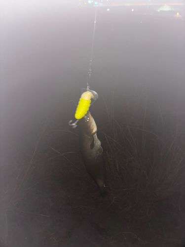 ナマズの釣果