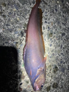 アナゴの釣果
