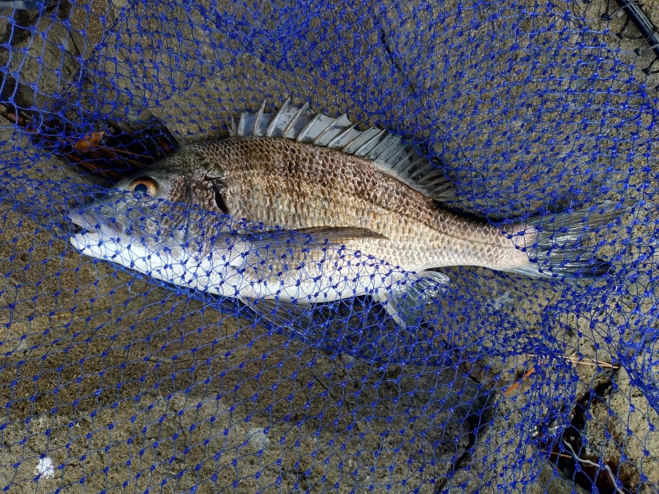 DAIWA 20トーナメント ISO AGS 競技1.25-51SMT・Rの最安値・インプレ