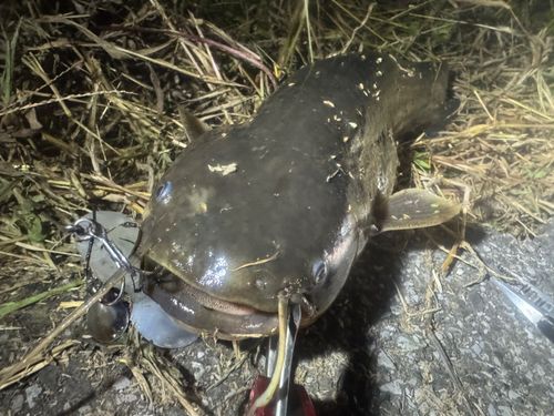 ナマズの釣果