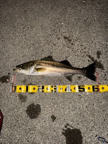 シーバスの釣果