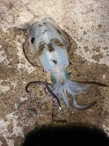 アオリイカの釣果
